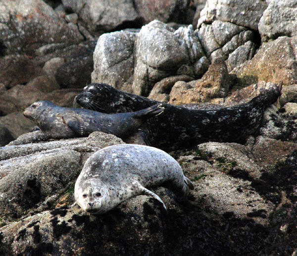Harbor Seals Resting on the Rocks