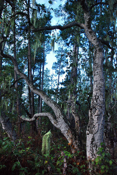 Coast Live oak amongst Monterey Pine