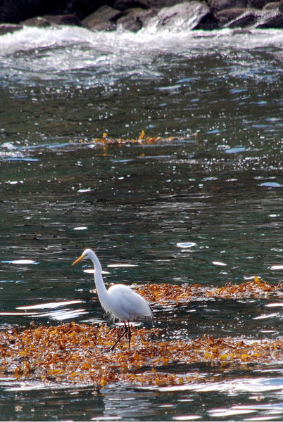 Egret, floating on Kelp