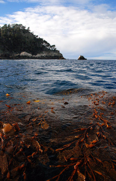 Kelp Forest of the California Coast