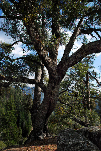 The Mighty Oak Tree