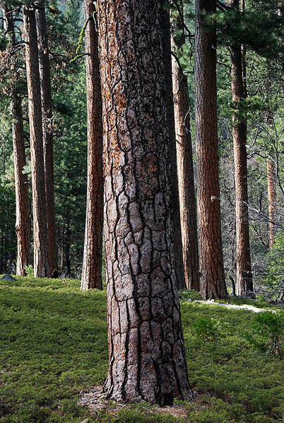 Ponderosa Pine Forest