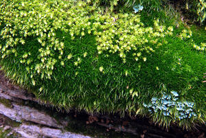 Moss, Lichens