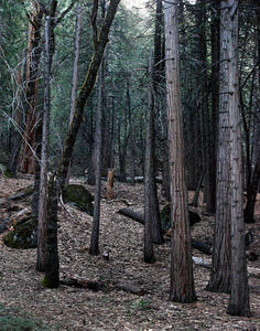 Oak in the Cedar Forest