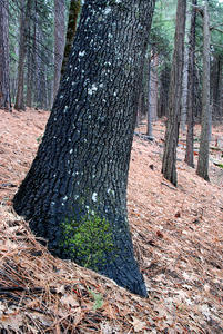 Lone Oak in Pine and Cedar Forest