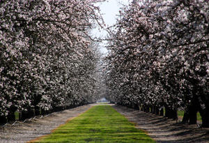 Flowering Orchard