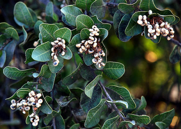 Native bush, "Litre" (Lithrea caustica)