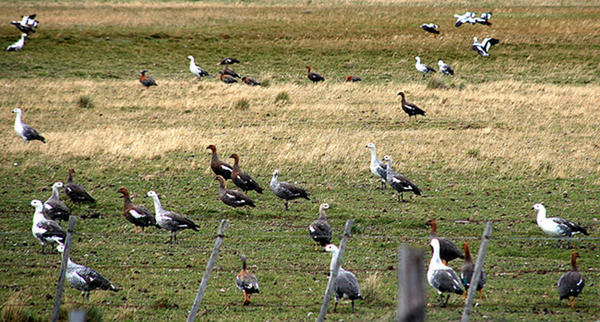 Caiquen, or Upland Goose(Chloephaga picta)