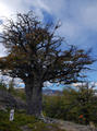 A mighty Lenga tree (Nothofagus pumilio)