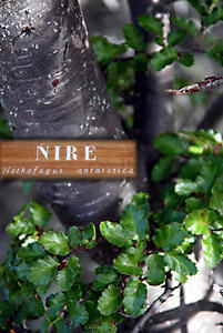 Nirre Tree- Nothofagus antarctica