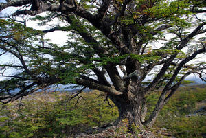 Lenga Tree