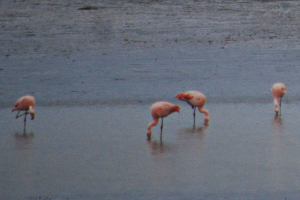 Polar Pink Flamingos?!