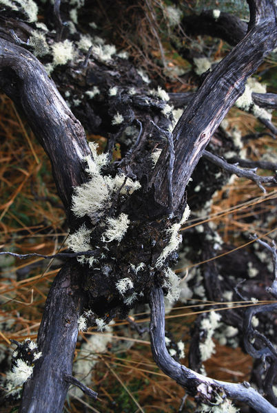 Nirre branch, Lichens