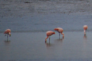 Polar Pink Flamingos?!