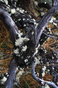 Nirre branch, Lichens