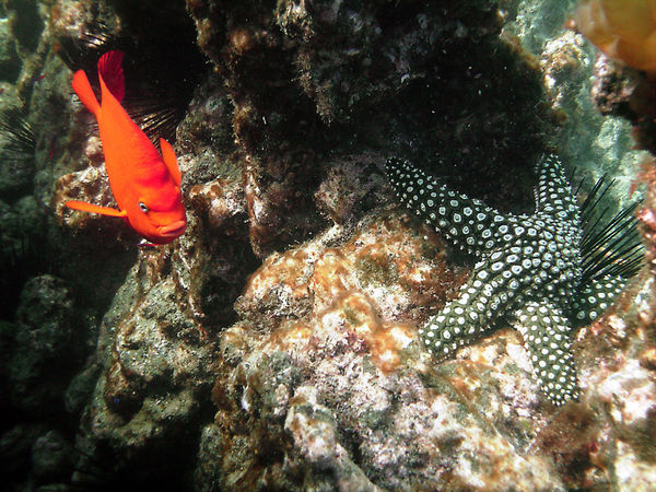 Garibaldi and Starfish