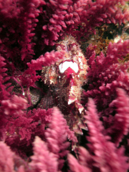 Scorpion Fish, Hiding in Kelp