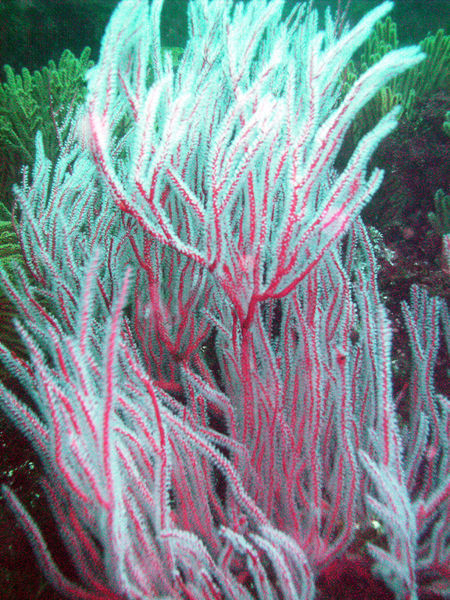 Gorgonian Soft Coral