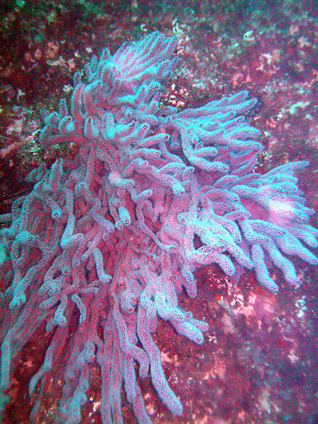 Gorgonian (soft Coral)
