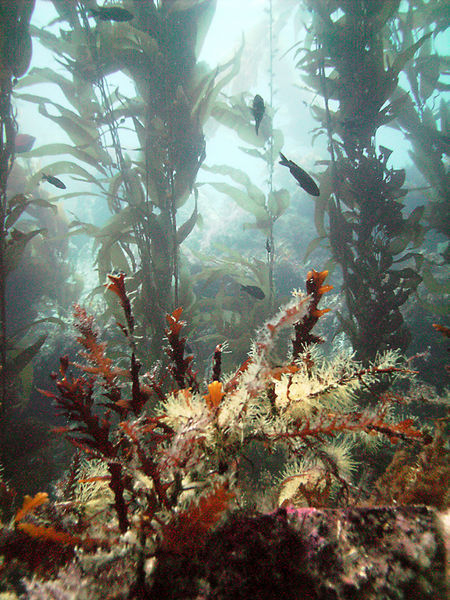 Shallow Kelp Forest
