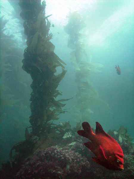 Garibaldi, Kelp Forest
