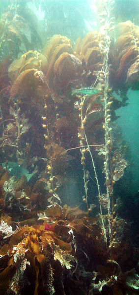Kelp Stalks