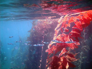 Canopy of the California Kelp Forest