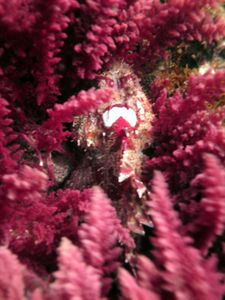 Scorpion Fish, Hiding in Kelp