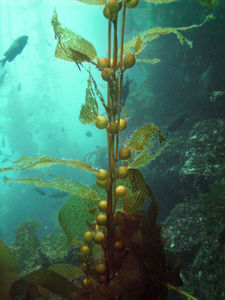 Kelp Air Sacs