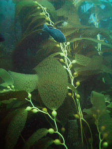 Kelp Stalks