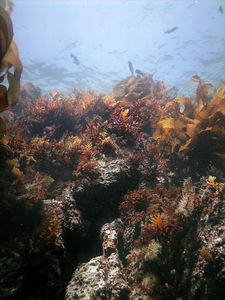 Kelp, Algae, Rocks, Fish