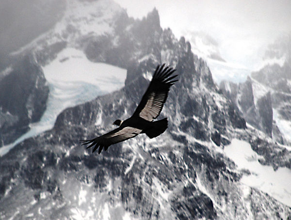 Andean Condor, Cerro Paine Grande