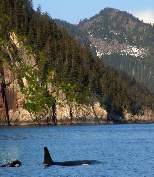 Orca's, Mountains and Forest