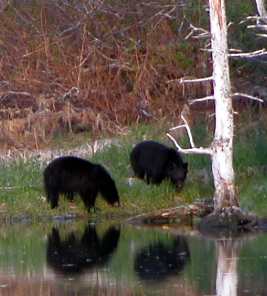 locals at the cabin- Black Bears