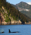 Orca's, Mountains and Forest