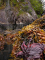 lowtide- Seastar, Kelp and Waterfall
