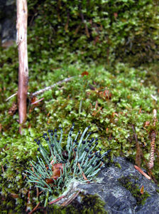 Fruiting Lichen on the Forest Floor