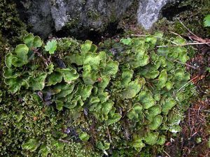 liverwort, a primitive temperate rainforest plant