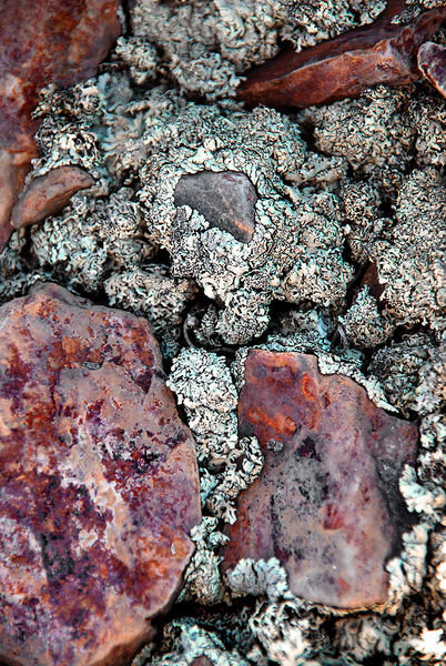 Lichens and Rocks, Tioga Pass