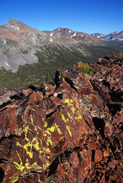 Lichens over Tioga Pass