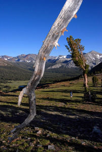 Tioga Pass Forest