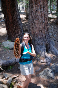 Sugar Pine Cone... longest in the world!