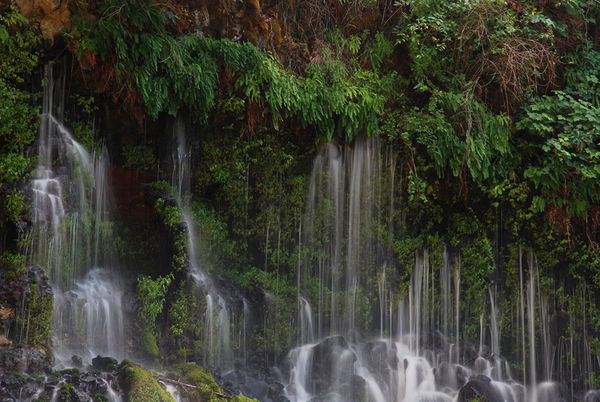 McArthur-Burney Falls, ferns