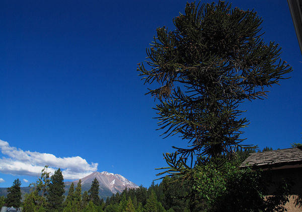 Araucaria and Mt. Shasta