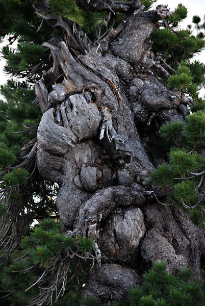twisted White Pine trunk