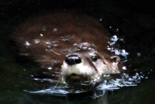 River Otter Face!