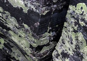 the Lichens begin to take over the world-starting with Obsidian
