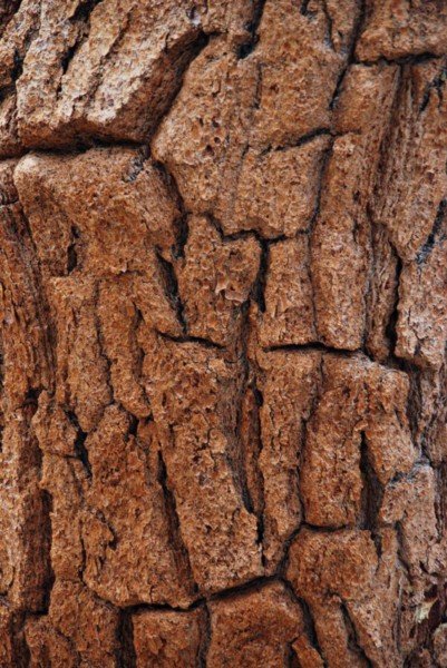 Foxtail Pine Bark