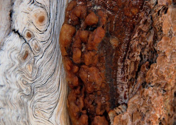 Foxtal Pine Trunk
