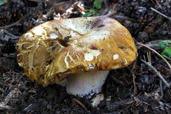 fat Mushroom!
